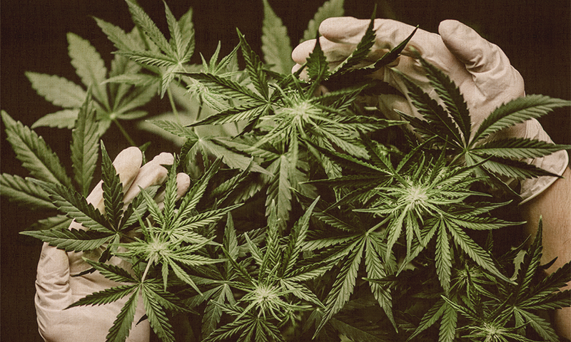hands with hemp leaves
